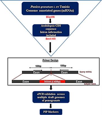 Chromosome-specific potential intron polymorphism markers for large-scale genotyping applications in pomegranate